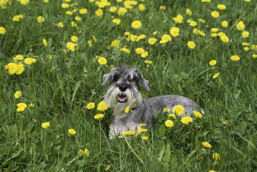 The dog on the grass and dandelion