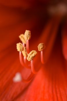 Stamen of hippeastrum flower. Family: Amaryllidaceae. Focus on stamen.