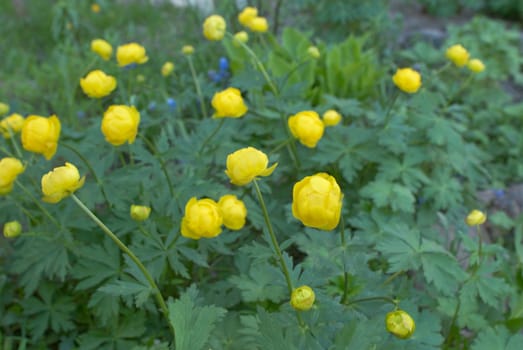 Yellow flowers on the lawn.
Sprins, day.