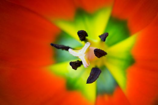 Macro of tulip flower - intentional shallow depth of field, focus on the top of stigma.