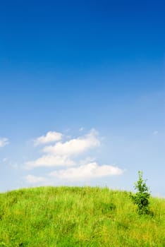 Saturated summer landscape - green grass and a sapling on the top of the hill.