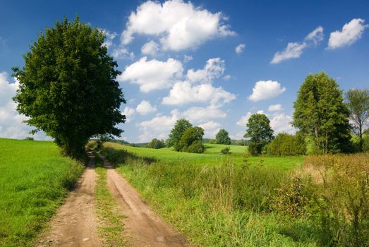 Saturated summer landscape - Lonely tree near country road. Mazury, Poland.