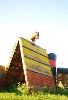 purebred belgian shepherd cute watching dog jumping over an obstacle