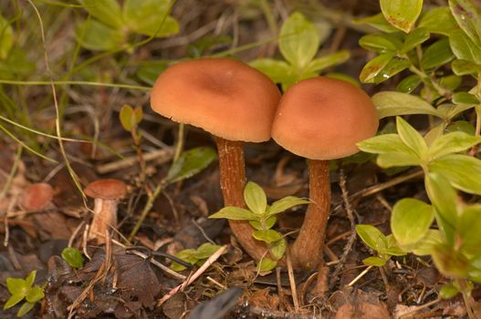 Some brown edible mushrooms grow among a moss