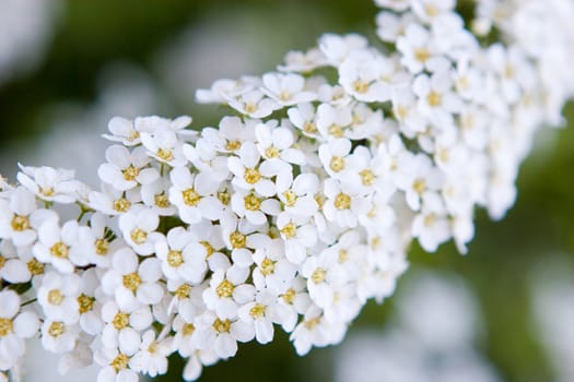 white small flowers - focus on the front part