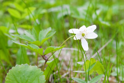 a white snowdrop in spring