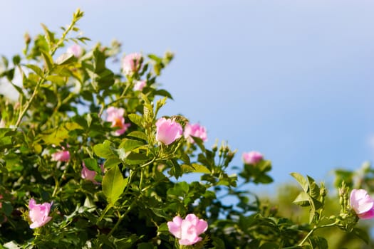 background of dog-roses and sky