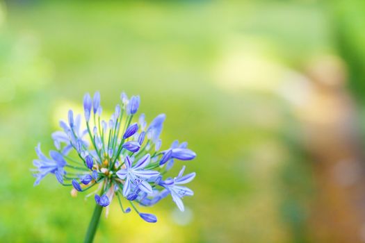 one blue flower and lights