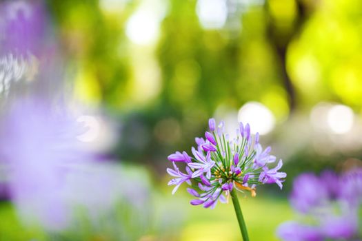 one violet flower and lights