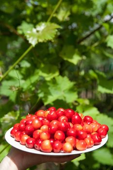 tasty cherries on the plate outdoors

