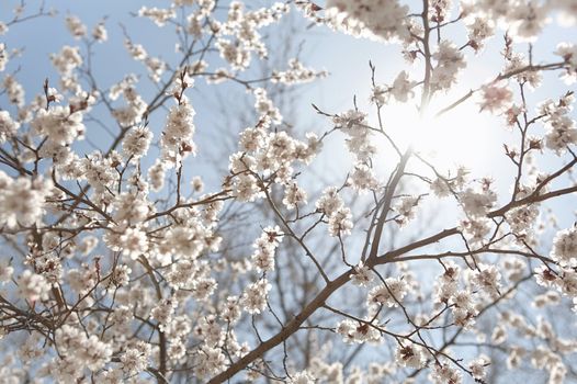 white flowers of apricot-tree on branches
