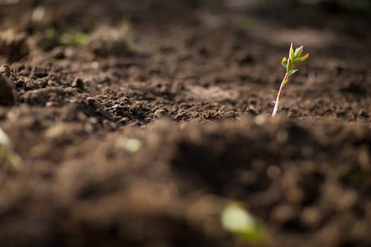 new plant in the soil