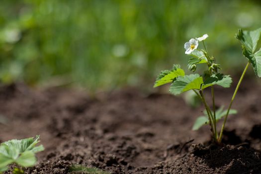 background of strawberry plant with flower