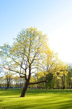 green park in spring