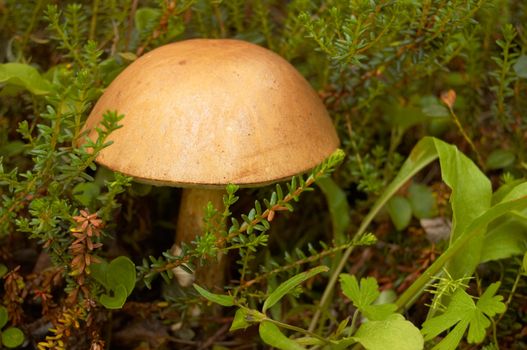 The mushroom a rough boletus grows among a moss