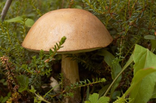 The mushroom a rough boletus grows among a moss