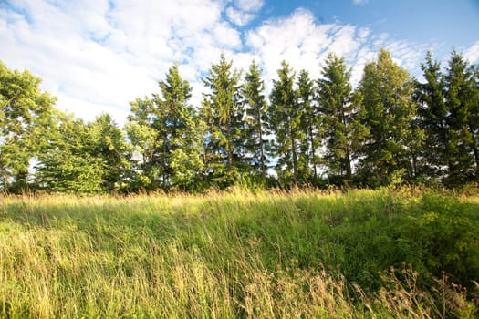 green forest and blue sky