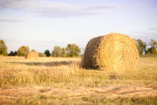 Golden Hay Bales in the countryside