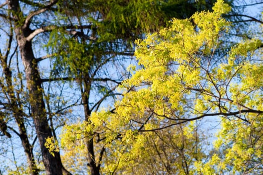 new leaves in spring