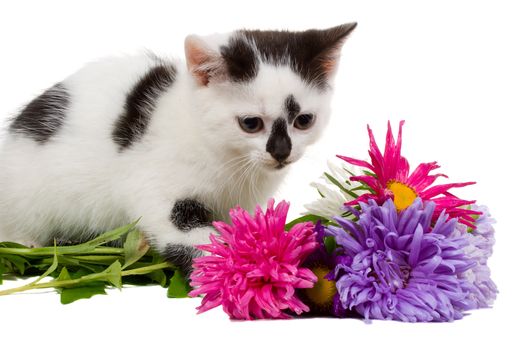 small kitten sitting near flowers, isolated on white