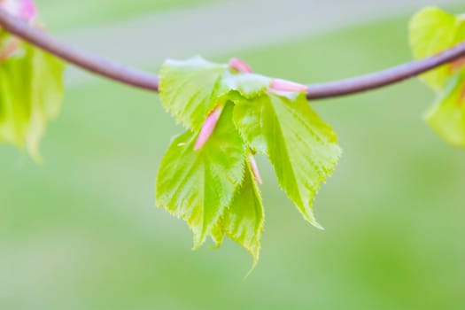 new leaves in spring