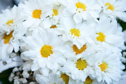 summer bouquet of camomiles