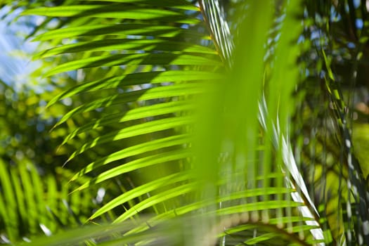 two wedding rings on the leaves