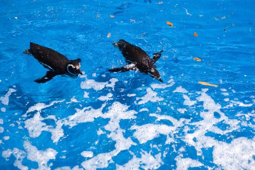two penguins swim in the water