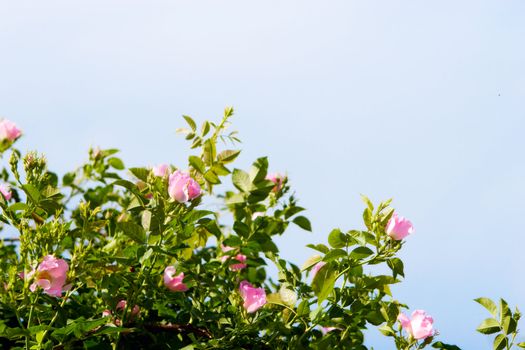 background of dog-roses and sky