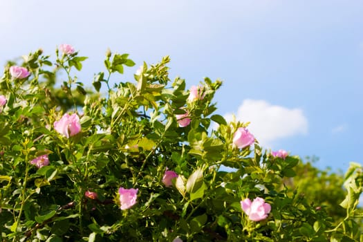 background of dog-roses and sky