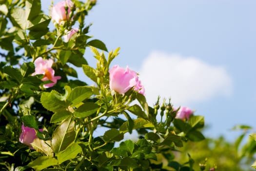 background of dog-roses and sky