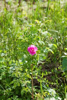 background of a dog-rose flower