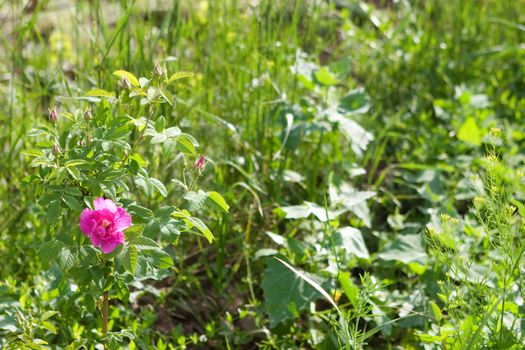 background of a dog-rose flower