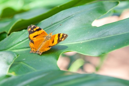 Butterfly on the green leaf