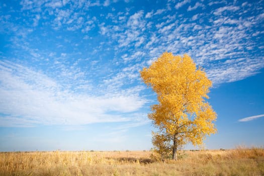 autumn background with yellow tree