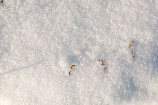 background of the snow with dry grass