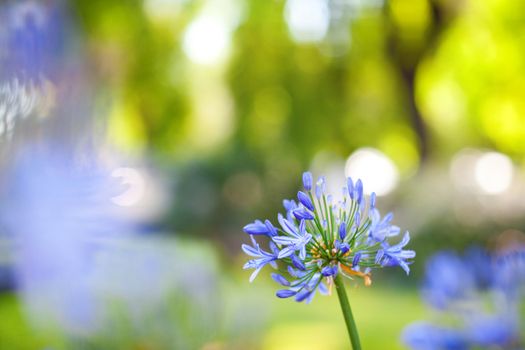 one blue flower and lights