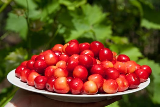 tasty cherries on the plate outdoors

