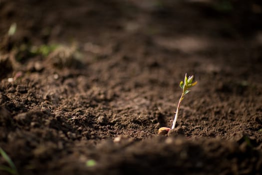 new plant in the soil