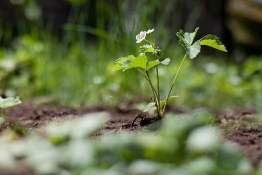 background of strawberry plant with flower