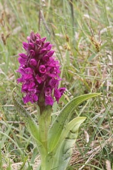 Early purple orchid in situ on calcarious grassland.