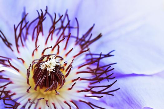 Abstract macro of a purple clematis with extreme shallow DOF.