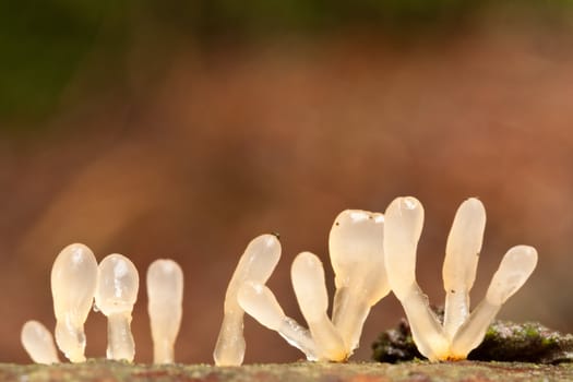 Jelly Club fungi, Ascomycetes.