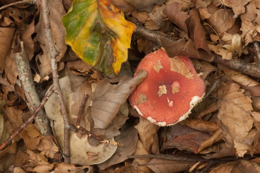 Autumn leaf litter and fungi.