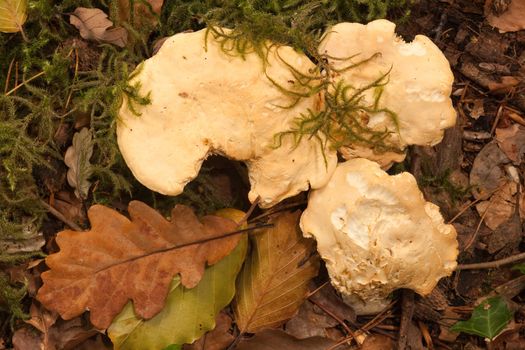 Hedgehog fungus, pied de mouton, Hydnum repandum.  Gourmet food, favoured by foragers.