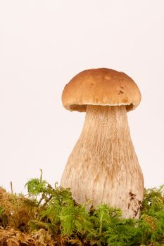 Penny Bun, Ceps, Boletus edulis.