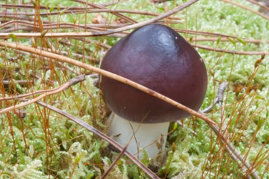 Humpback Brittlegill, Russula caerulea, with moss and pine needles.