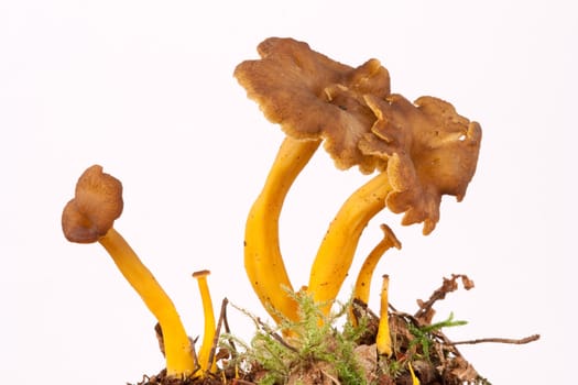 UK endangered, Golden Chanterelles, Cantharellus aurora, on white.