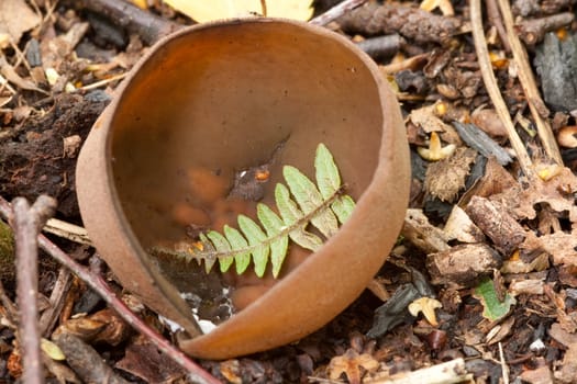 Bracken leaf in Cup fungi.