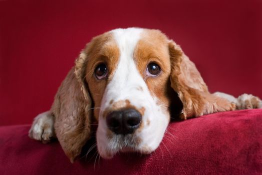 Intent spaniel - selective focus on his eyes.